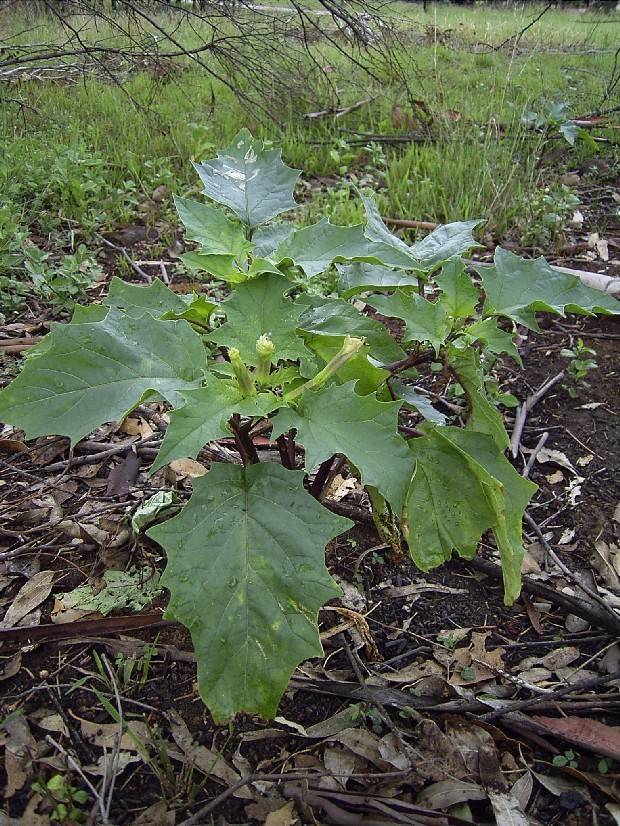 تاتوره Datura stramonium 7